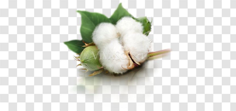 Cotton Yarn Combing Textile - Gossypium Herbaceum Transparent PNG