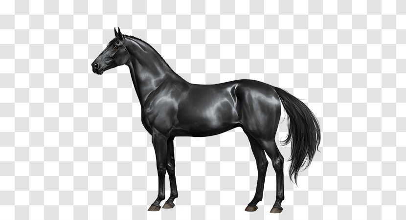 Stallion Mare Mane Thoroughbred Mustang Transparent PNG