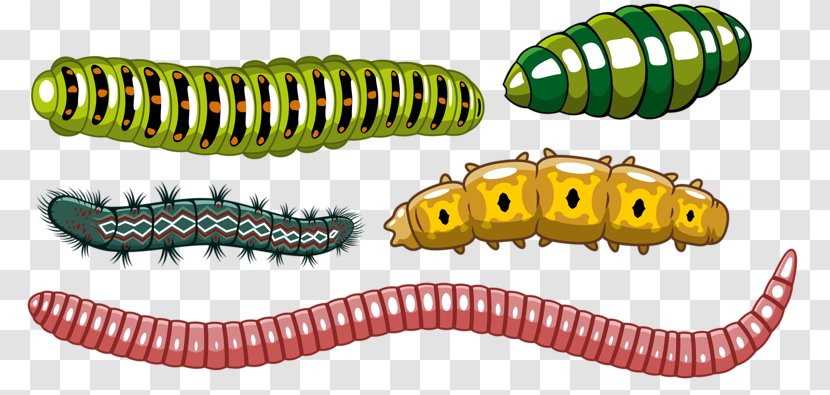 Worm Insect Caterpillar Euclidean Vector - Larva - World Transparent PNG