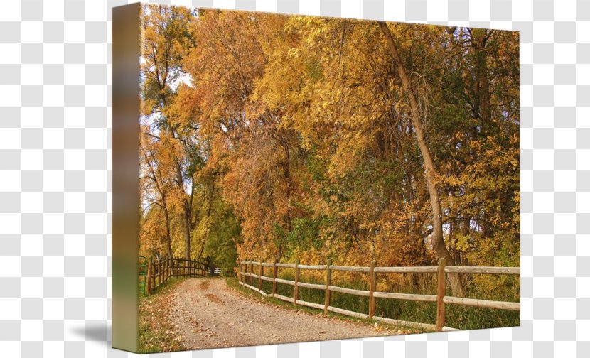 Temperate Broadleaf And Mixed Forest Tree Deciduous Autumn - Leaf - Country Road Transparent PNG