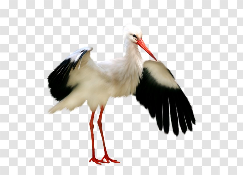 White Stork Bird Black Clip Art - Wings Crane Transparent PNG