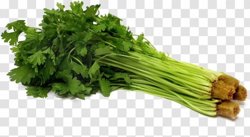 Parsley Celery Vegetable Seed Hydroponics - Farm Transparent PNG