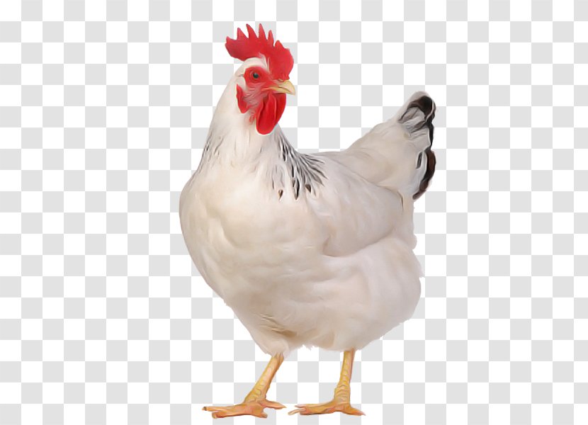Bird Chicken Rooster White Comb - Fowl - Poultry Transparent PNG