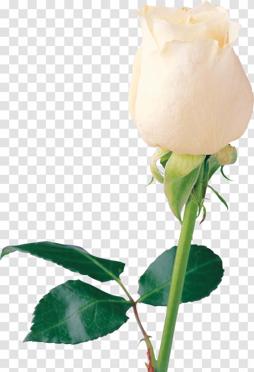 Rose White Wallpaper - Flower Bouquet - Image Picture Transparent PNG