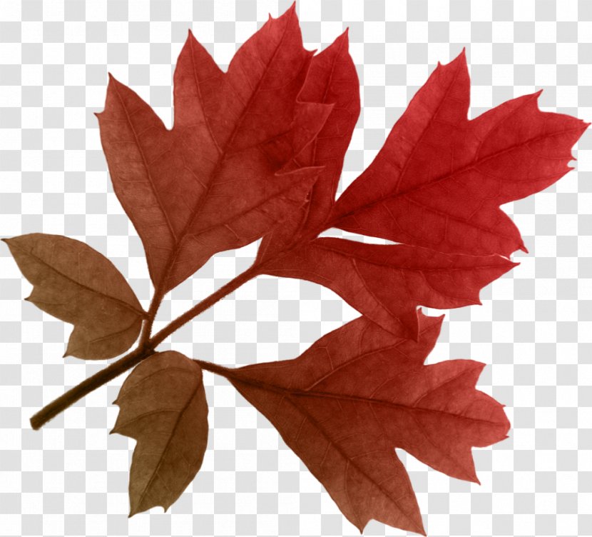 Autumn Leaf Color - Red Maple Transparent PNG