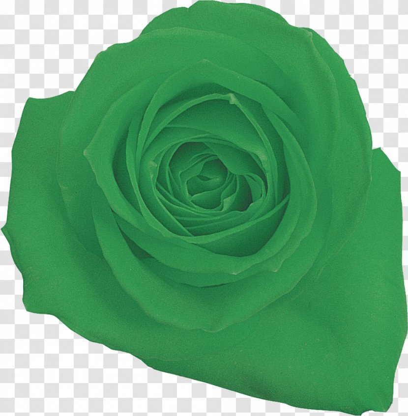 Garden Roses Cut Flowers Petal - Rose Transparent PNG