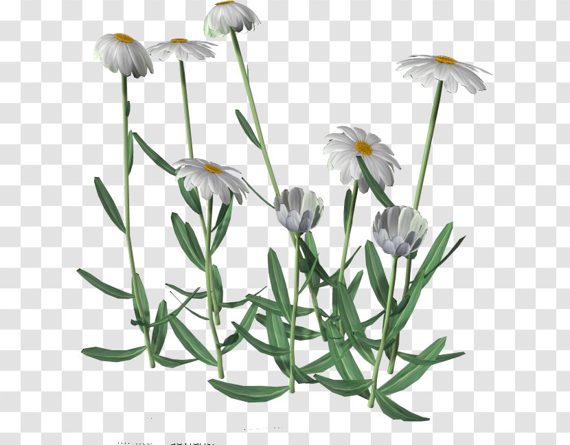 Flower Cartoon Clip Art - Common Daisy Transparent PNG