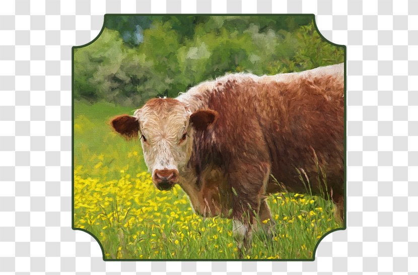 English Longhorn Texas Dairy Cattle Calf Art - Fodder - Brown Cow Transparent PNG