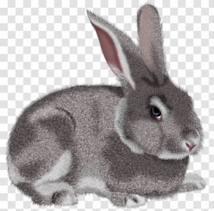 Rabbit Hare Clip Art - Wood - Grey Clipart Picture Transparent PNG