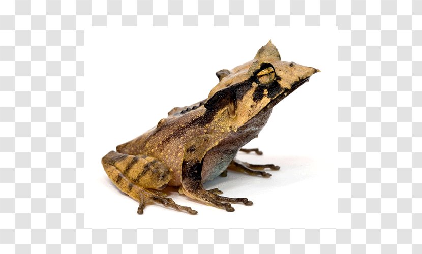 Toad Wood /m/083vt Transparent PNG