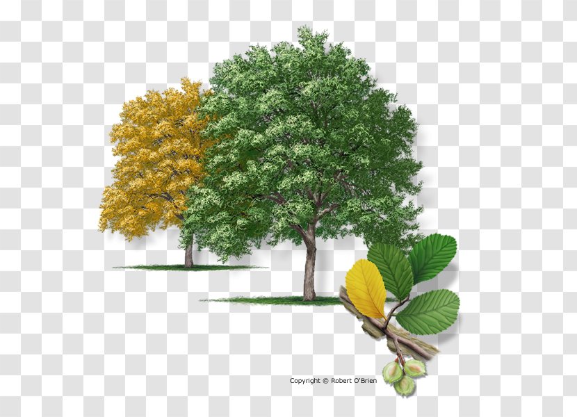 Texas Ulmus Crassifolia Juniperus Virginiana Slippery Elm Tree - Shrub - Pistache Transparent PNG