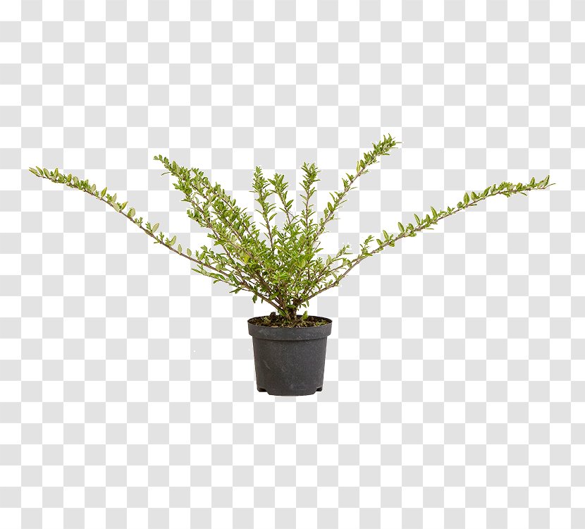 Vascular Plant Puzzlegrass Fern Flowerpot - Pilea Transparent PNG