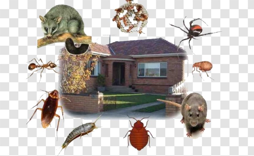 Insecticide Pest As İlaçlama Böcek Ilaçlama - Fauna - Insect Transparent PNG