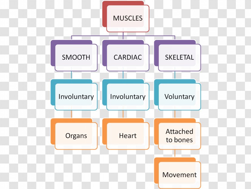 Brand Line Organization - Concept Map - Muscle Anatomy Human Body Transparent PNG