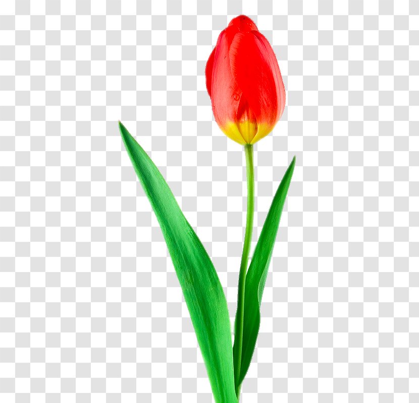 Tulip Gratis Wallpaper - A Transparent PNG