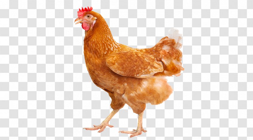 Rhode Island Red ISA Brown Leghorn Chicken Free-range Eggs - Fowl - Chiken Egg Transparent PNG