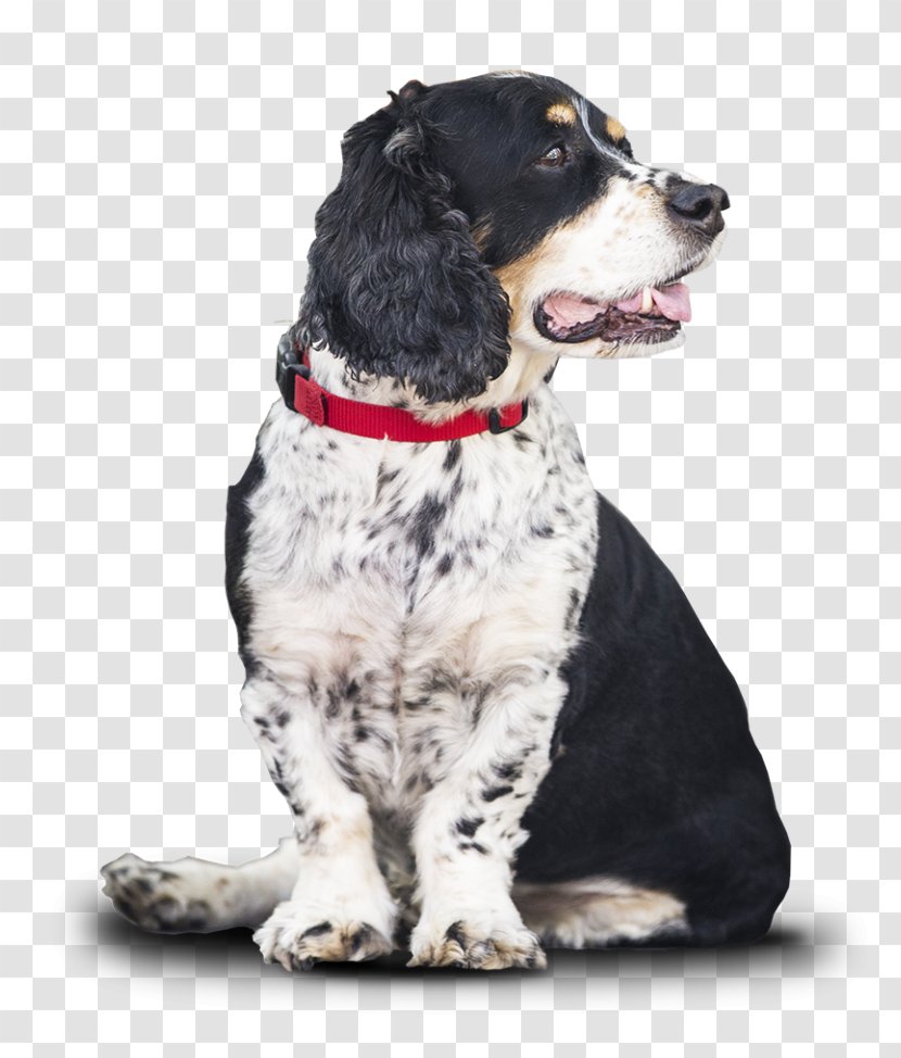 English Springer Spaniel Keystone Kennels Dog Breed Welsh - Living Room - Christman Boarding Transparent PNG