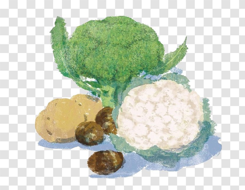 Cauliflower Vegetable Broccoli Food Illustration - Illustrator - Cartoon Vegetables Transparent PNG