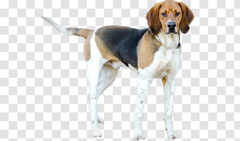 Beagle-Harrier Treeing Walker Coonhound Grand Anglo-Français Tricolore American English Foxhound - Scent Hound Transparent PNG