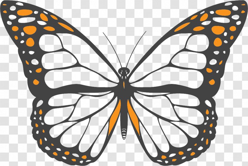 monarch butterfly coloring book net  pieridae transparent png