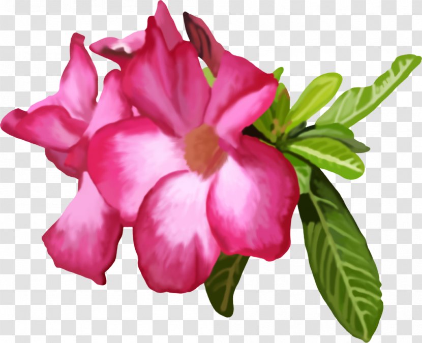 Azalea Cut Flowers Rose Family Annual Plant - Herbaceous Transparent PNG