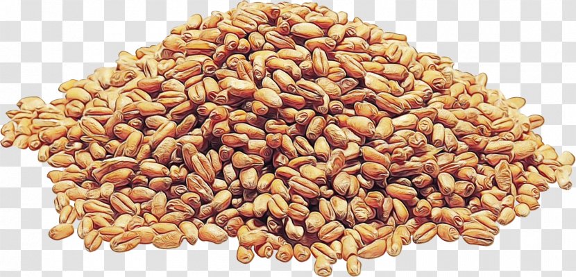 Wheat Cartoon - Common - Superfood Triticale Transparent PNG