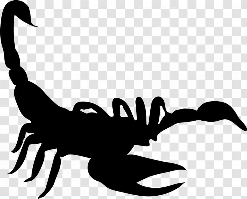 Scorpion - Wing - Invertebrate Transparent PNG
