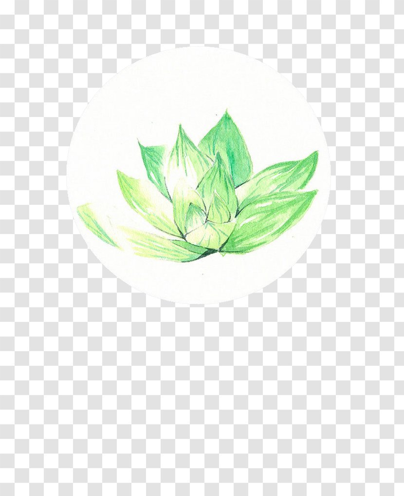Green - Google Images - Lotus Transparent PNG