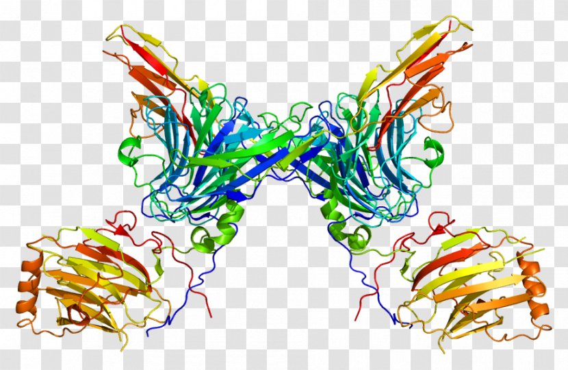 AXL Receptor Tyrosine Kinase Protein - Cell Membrane Transparent PNG