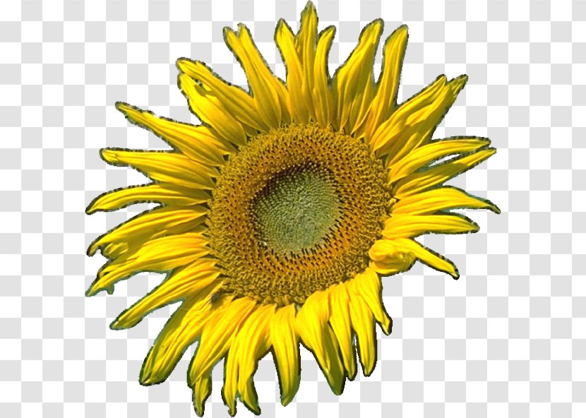 Common Sunflower Seed Clip Art - Flowering Plant - Flower Transparent PNG
