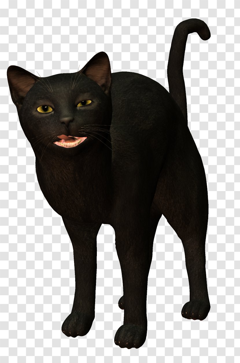 Bombay Cat Burmese Korat Black Feral - Witch Transparent PNG