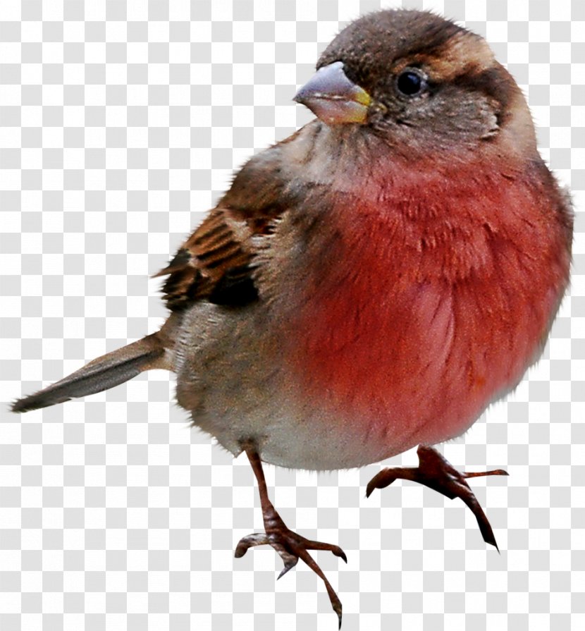 House Sparrow Bird - Old World Flycatcher Transparent PNG