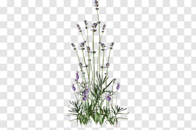 Flower English Lavender Web Browser Clip Art Transparent PNG