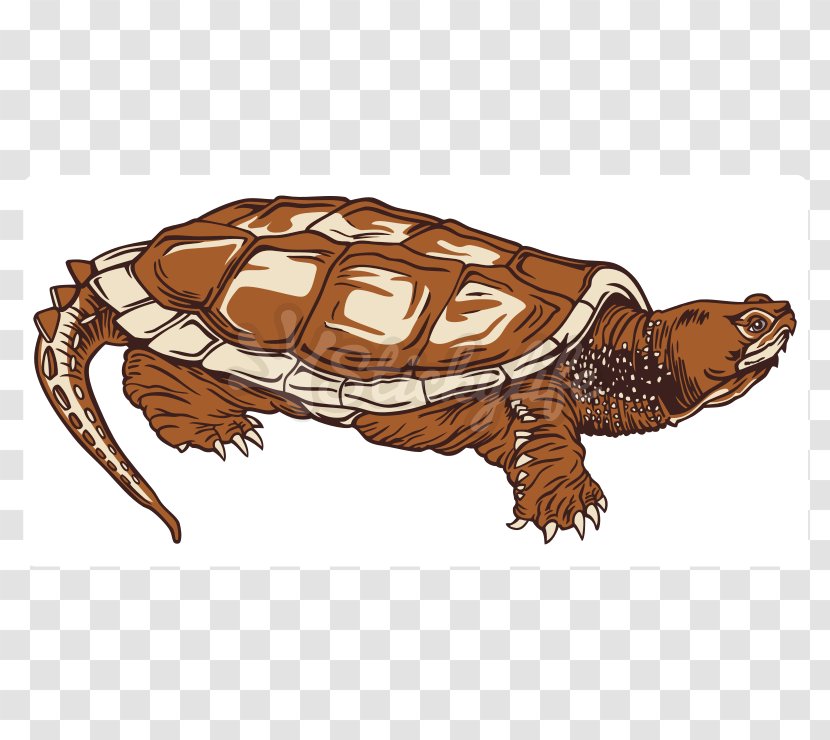 Box Turtles Common Snapping Turtle Tortoise Sea - Chelydridae Transparent PNG