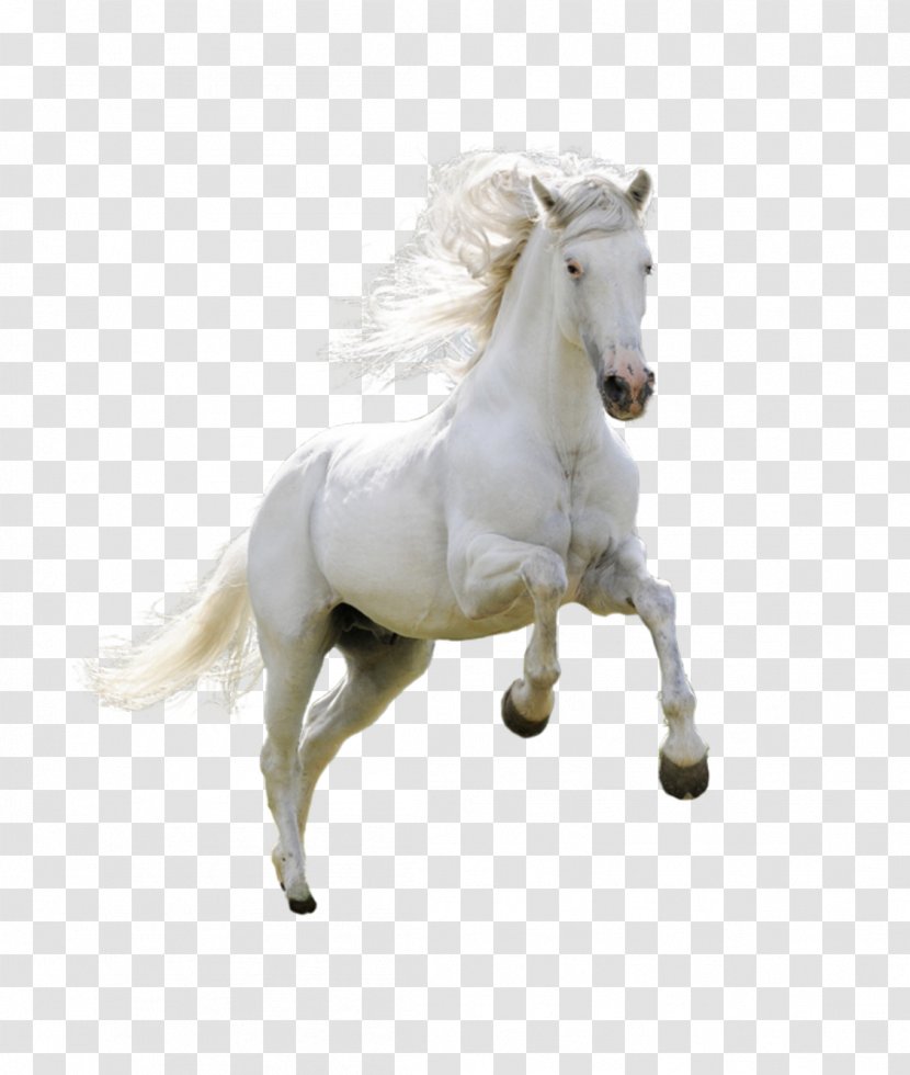 Horse Download Wallpaper - Figurine - Product Physical Running Transparent PNG