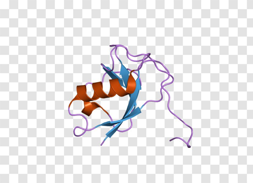 Doublecortina Dentate Gyrus Protein Neuron - Frame - Heart Transparent PNG