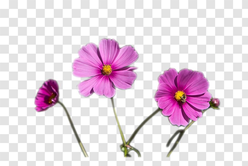 Pansy Crane's-bill Annual Plant Herbaceous Family - Flora Transparent PNG