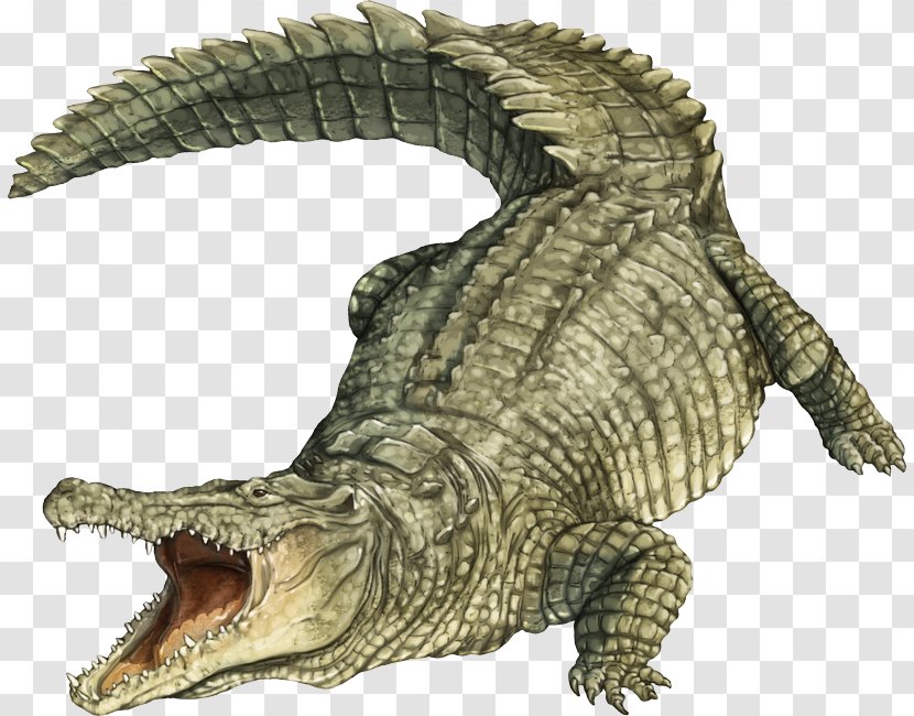 Nile Crocodile American Alligator Spectacled Caiman - Chelydridae - Jaguar Transparent PNG