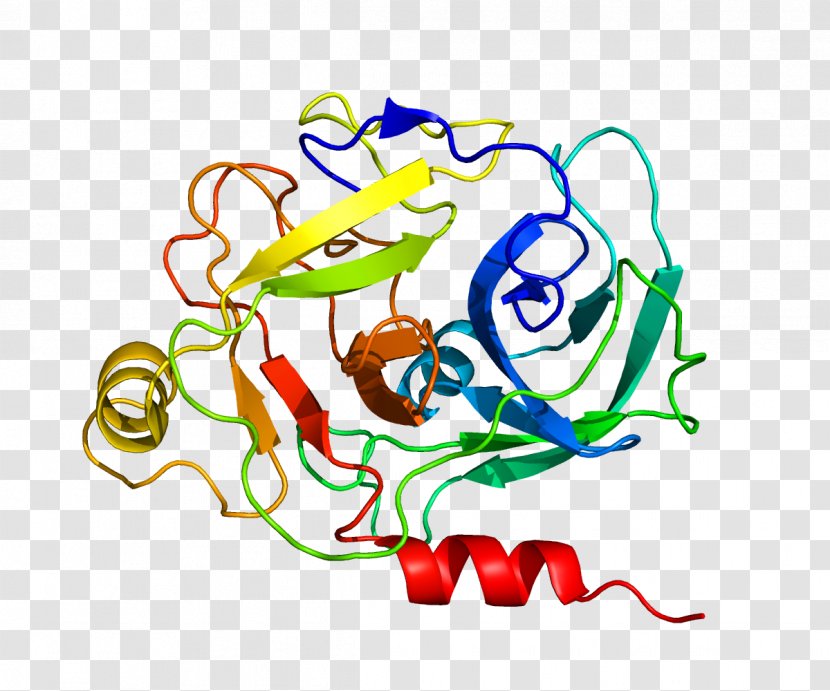 Granzyme Genetic Code Perforin Human Genome - Organism - Wechat Expression 19 0 1 Transparent PNG