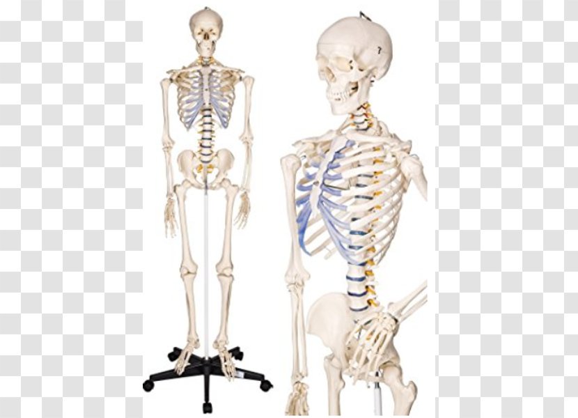 Human Skeleton Anatomy Body The Skeletal System - Heart Transparent PNG
