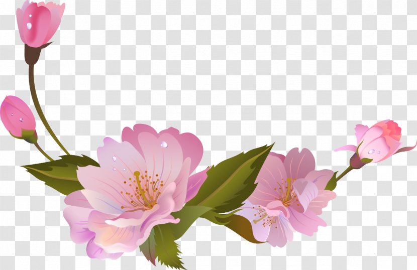 Floral Design Blossom Cut Flowers Spring Rosaceae - Cherry Transparent PNG