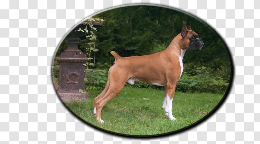 Boxer French Bulldog Dog Breed Puppy - English Transparent PNG
