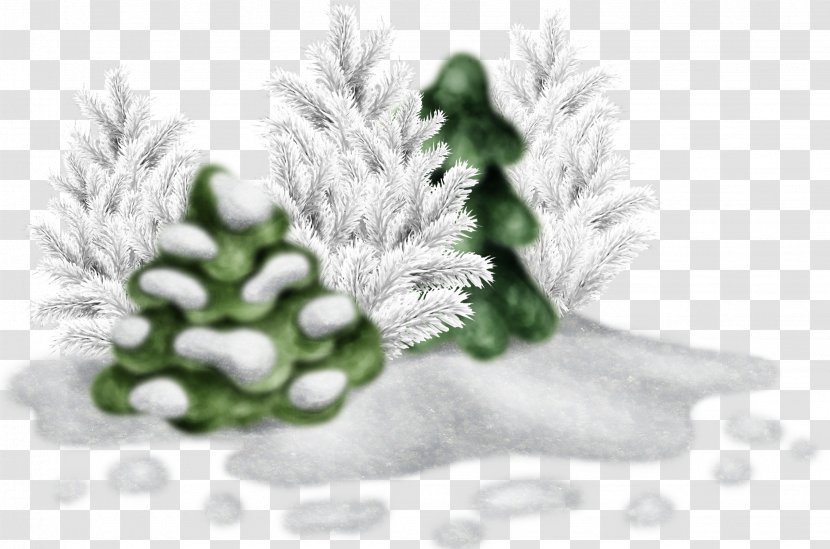 Numerical Digit Information Child Sign Mathematics - Pine - Snow Tree Transparent PNG