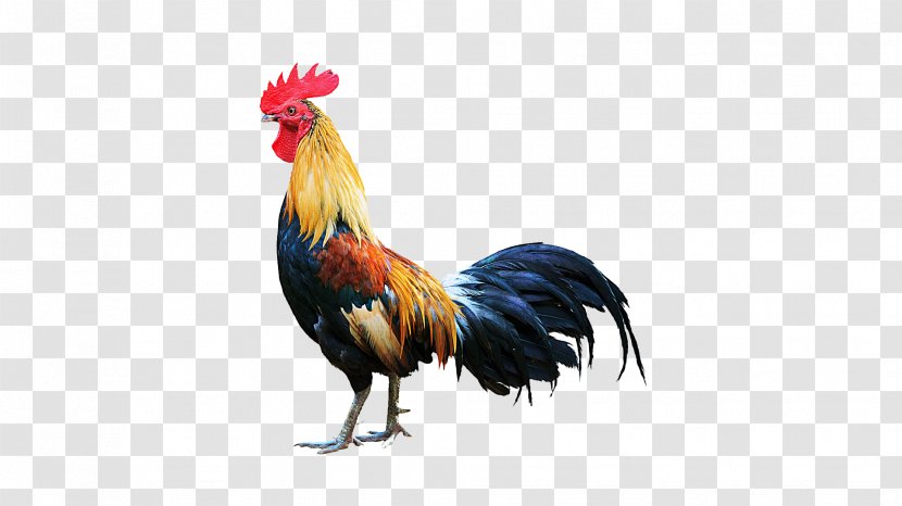 Rhode Island Red Rooster Stock Photography Illustration - Cock Transparent PNG