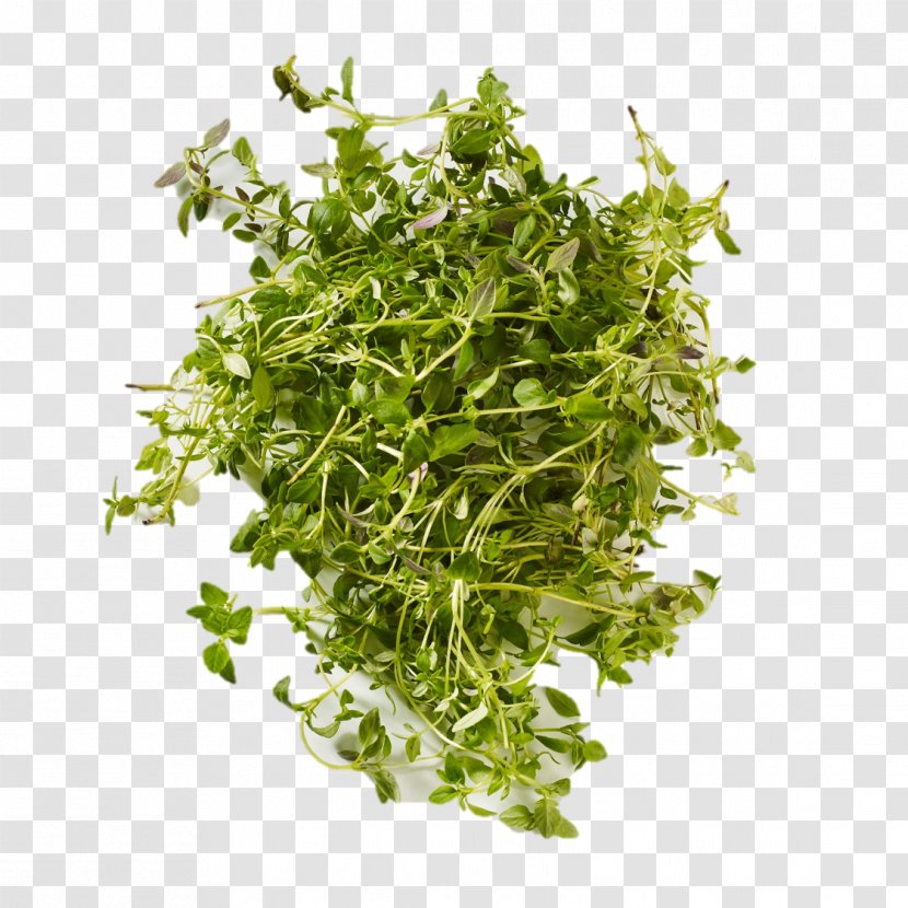 Coriander Herbalism - Hela Transparent PNG