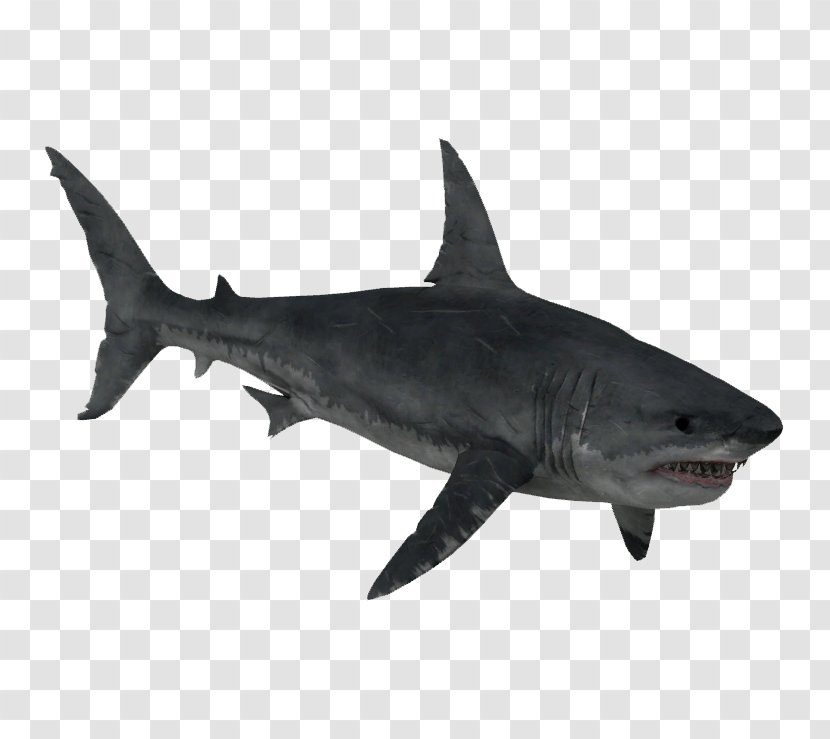 Zoo Tycoon 2 Requiem Shark Lamnidae Squaliformes Great White - Oceanic Whitetip - Sharks Transparent PNG