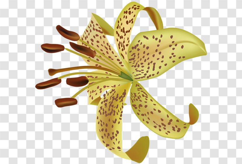 Flower Clip Art - Exotic Transparent PNG