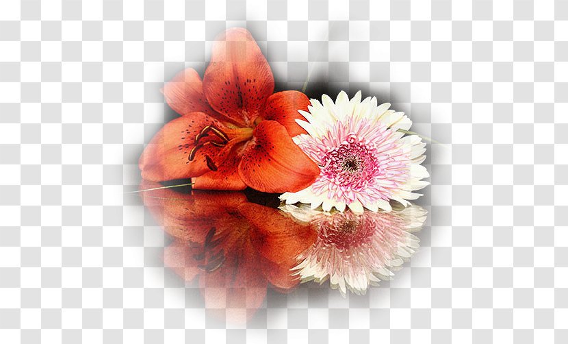 Lilium Flower Euclidean Vector Chrysanthemum - Floristry - Chrysanthemums And Lilies Transparent PNG