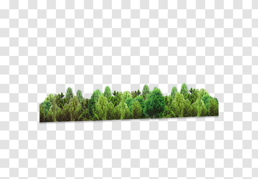 Forest Tree Computer File Transparent PNG