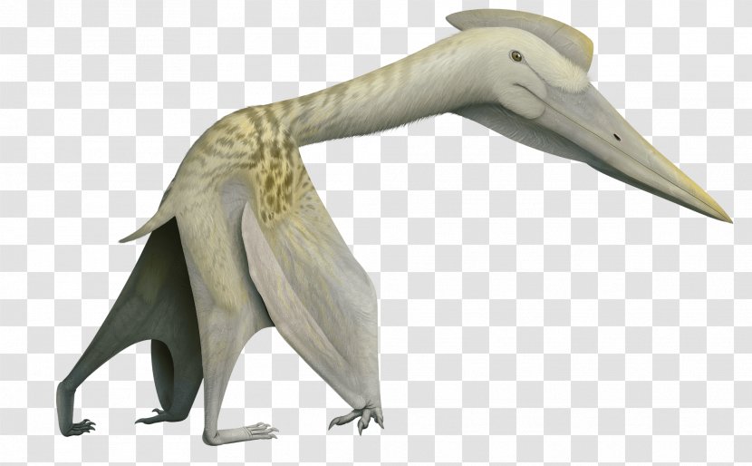 Quetzalcoatlus Volgadraco Phosphatodraco Pterosaurs Mythunga - Organism - Dinosaur Transparent PNG